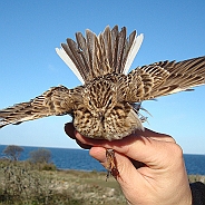 Eurasian Skylark